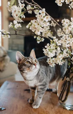 Коты Весной Картинки – Telegraph