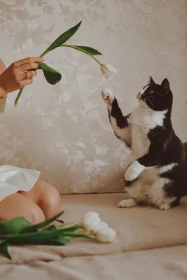Весна Кошки приколы Spring Cat jokes - YouTube