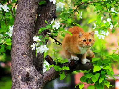 Коты весной. Тайный садовник | Кошки-Коты | Дзен