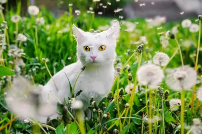 Кошки Делают Любовь Весной На Открытом Воздухе — стоковые фотографии и  другие картинки Без людей - Без людей, Горизонтальный, Казахстан - iStock