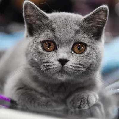 Названы популярные у россиян породы кошек: Общество: Россия: Lenta.ru