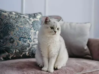 Советы по содержанию домашней кошки – полезные советы от экспертов читайте  больше в Mera-Petfood