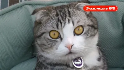 Анимированная кошка бежит - футаж для видеомонтажа на зелёном фоне - YouTube
