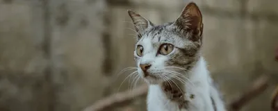 Плюсы и минусы сиамской кошки