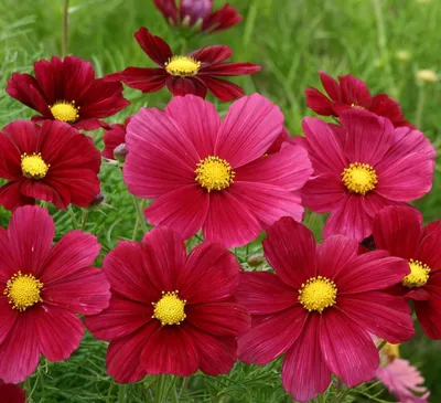 Семена цветов :: Космея :: Космея Касанова фиолетовая