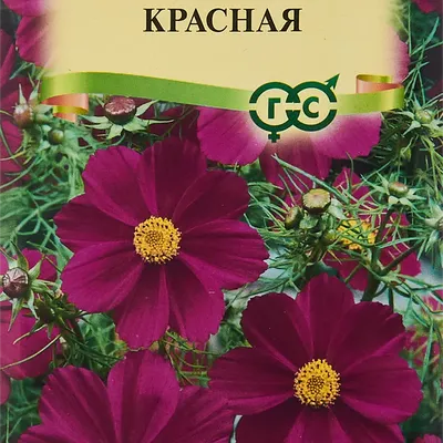 Купить семена Космея дваждыперистая МОДНИЦА (0,1 гр) в магазине ГринПрофи  Тольятти