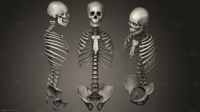 Скелет таза, мужской