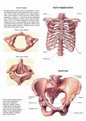 Анатомия таза | Кости таза | Таз - YouTube