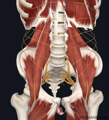 Иллюстрация человеческой кости таза. Передний вид . Векторное изображение  ©urfingus 271588984