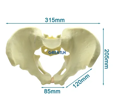 Женский таз : нормальная анатомия | e-Anatomy