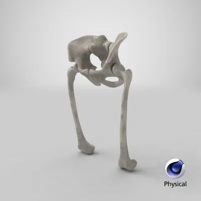 Медицинская модель таза женский тазовой кости таза обучающая анатомическая  модель образец тазобедренного скелета анатомия | AliExpress