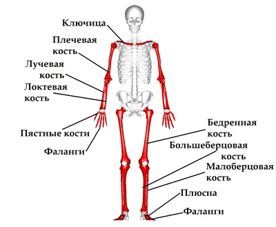 Трубчатые кости — Википедия