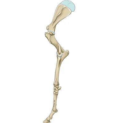 Атлас анатомии человека - Кости стопы