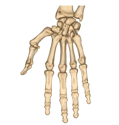 Атлас анатомии человека - Большеберцовая и малоберцовая кости. Вид сзади.