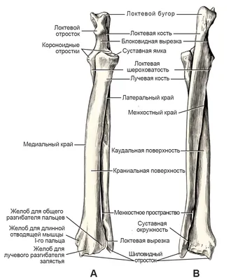 Атлас анатомии человека - Локтевая кость