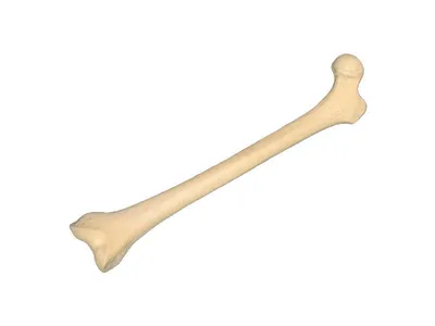 Композитная модель бедренной кости человека (раздел «Ортопедические  модели») | Купить учебное оборудование по доступным ценам в ПО «Зарница»