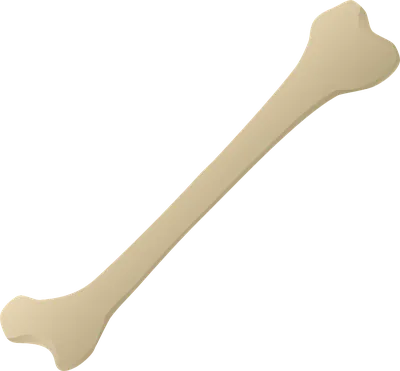 10 Фактов о костях человека | Интересные факты со всего света | Дзен