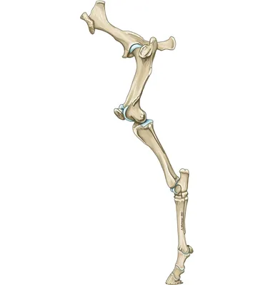 Цена лечения перелома плечевой кости | Записаться к травматологу-ортопеду в  Центр травматологии и ортопедии ГУТА КЛИНИК