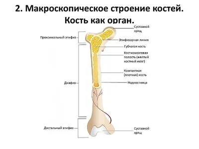 Строение кости как органа. Остеогенез | Мемология | Дзен