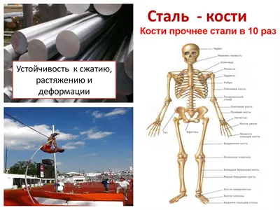 МРТ клиновидной кости в Санкт-Петербурге в центре МРТ «Ами» - цены, отзывы