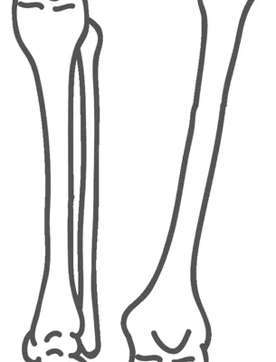Состав анатомии кости ноги иллюстрация вектора. иллюстрации насчитывающей  людск - 209659552