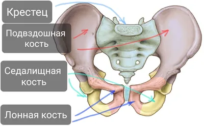 Кости черепа - e-Anatomy - IMAIOS