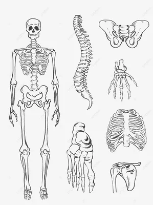 Осколок человеческой кости | Elden Ring вики | Fandom