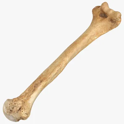 Какой тип кости у нижней челюсти? Трубчатая, плоская? » — Яндекс Кью