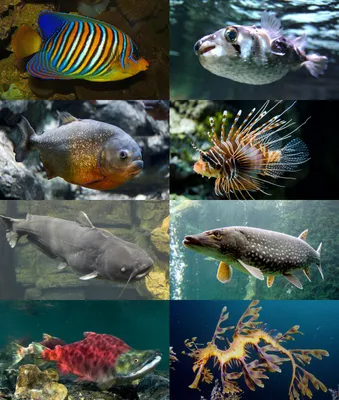 Костистые рыбы — Википедия