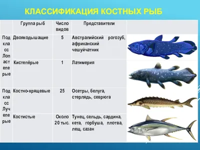 Палеонтологи оценили скорость плавания самых гигантских костных рыб в  истории