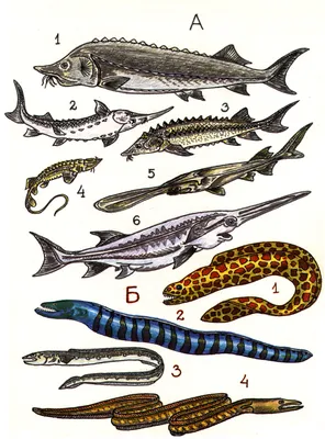 Костные рыбы - описание, типы, признаки и классификация
