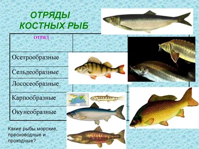 Класс Костные рыбы