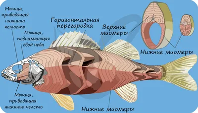 Надкласс Рыбы 🐟 Делится на 2 класса: Хрящевые и Костные рыбы. Сегодня  разберём:.. | Биология | ЕГЭ 2024 | Вебиум | ВКонтакте