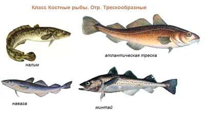 Отличия класса Костных рыб от класса Хрящевых рыб - Без Сменки