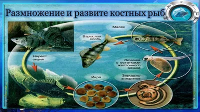Отряды костных рыб - online presentation