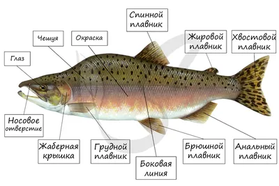 Онлайн-школа биологии - egebio.ru - Костные рыбы и кислород ⠀ 🔖Какие  приспособления в строении, поведении и жизнедеятельности костных рыб  обеспечивают интенсивное извлечение ими кислорода из воды? ⠀ Посмотрите,  ребята, вас спрашивают не