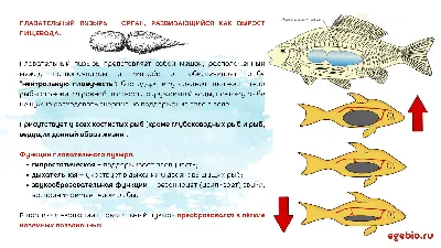 Надкласс рыбы, подготовка к ЕГЭ по биологии