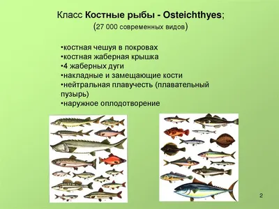 Шпаргалка - Многообразие рыб. Промысловые рыбы