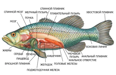 Открыто ископаемое, сочетающее признаки панцирных и костных рыб • Сергей  Ястребов • Новости науки на «Элементах» • Палеонтология, Эволюция