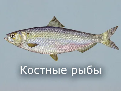 Рыбы. Общая характеристика. | ВКонтакте