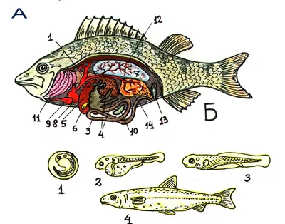 Группы рыб, подготовка к ЕГЭ по биологии