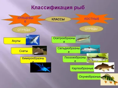 PPT - Давайте вспомним . . . PowerPoint Presentation, free download -  ID:5075051