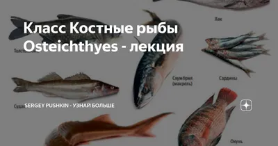 Зубы костных рыб Protosphyraena и Ichthyodectiformes - Малый Пролом, Шацкий  район Рязанской области.