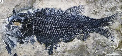 Коллекция остатков ископаемых хрящевых рыб Государственный Дарвиновский  музей