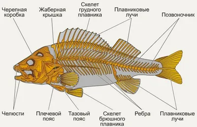 Рыбы и Рыбообразные (Fishes, Pisces). Сайт Фактистова Игоря