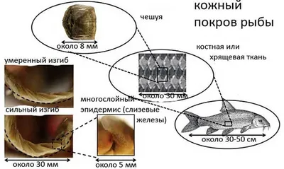 7. Костные рыбы