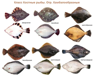 Enchodus dente cum radix. Зуб костной рыбы Энходус с корнем. - Костных рыб  зубы.