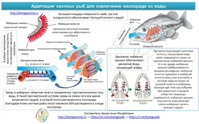 Класс Хрящевые рыбы - Умскул Учебник