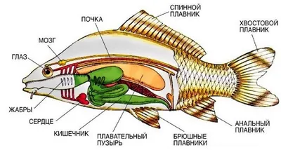 Систематика костных рыб - презентация онлайн