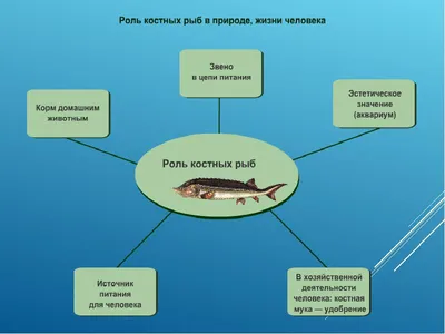 Отличия костных и хрящевых рыб | Биология ЕГЭ 2024 | «ЗНАНИЕ» | ВКонтакте